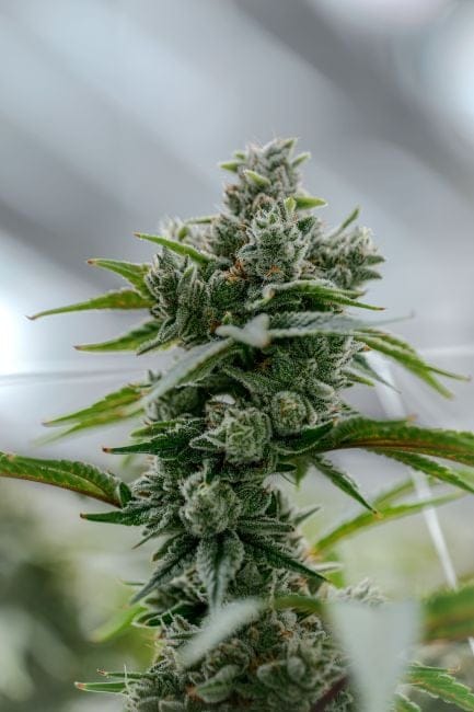 GG4 Clones-SMAN-CL-ENBI-GOG4