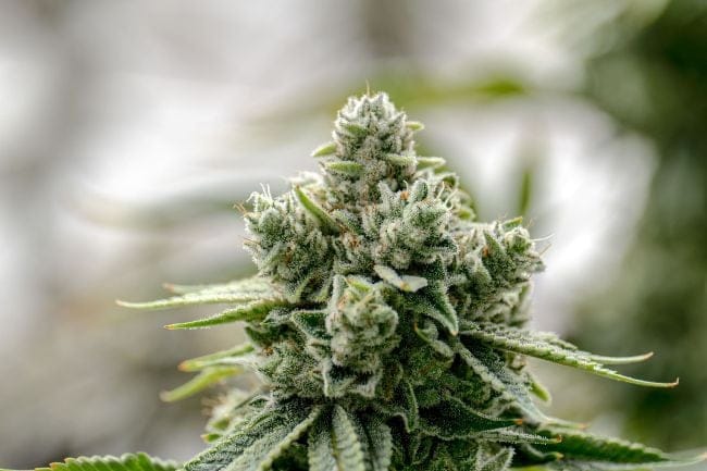 GG4 Clones-SMAN-CL-ENBI-GOG4