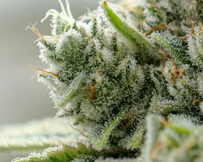 GG4 Clones-SMAN-CL-ENBI-GOG4