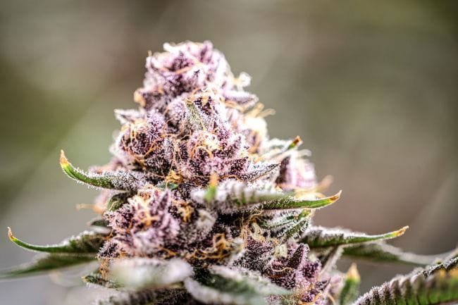 Black Cherry Gelato Clones-SMAN-CL-ENBI-BLCG