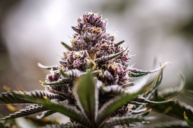 Black Cherry Gelato Clones-SMAN-CL-ENBI-BLCG