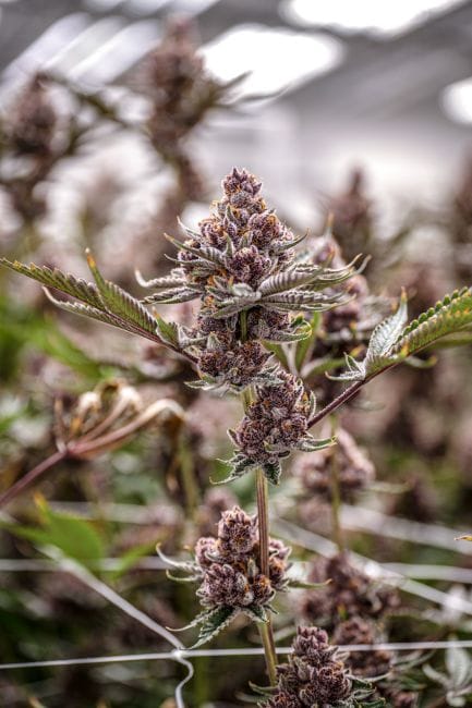 Black Cherry Gelato Clones-SMAN-CL-ENBI-BLCG