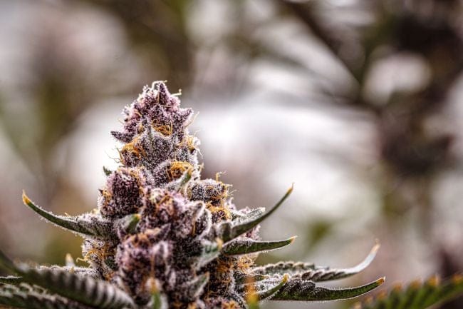 Black Cherry Gelato Clones-SMAN-CL-ENBI-BLCG
