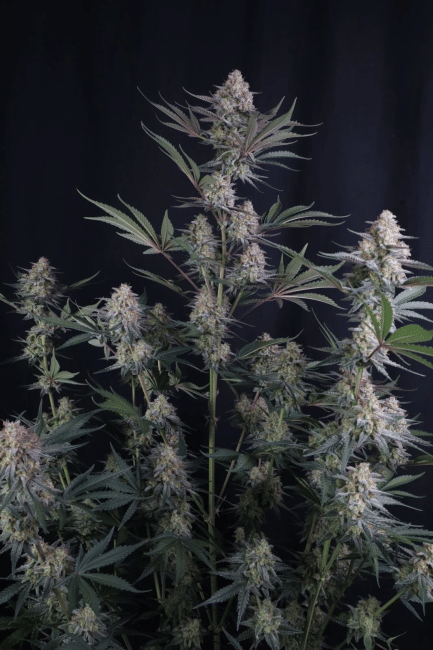 Lemon Tree Auto Feminized Seeds-FB-LETR-AUTO-FEM