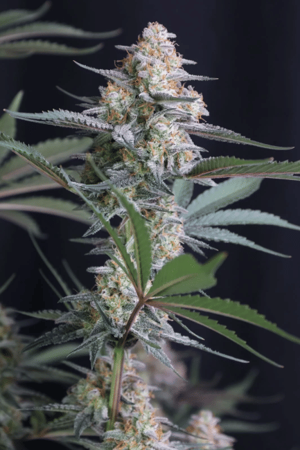 Lemon Tree Auto Feminized Seeds-FB-LETR-AUTO-FEM