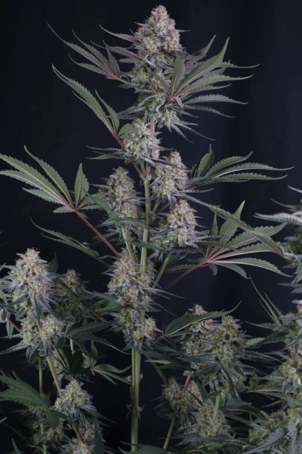 Lemon Tree Auto Feminised Seeds-FB-LETR-AUTO-FEM