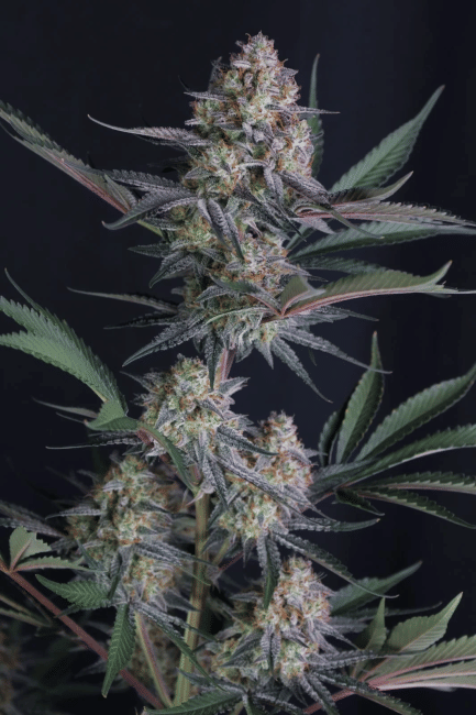 Lemon Tree Auto Feminised Seeds-FB-LETR-AUTO-FEM
