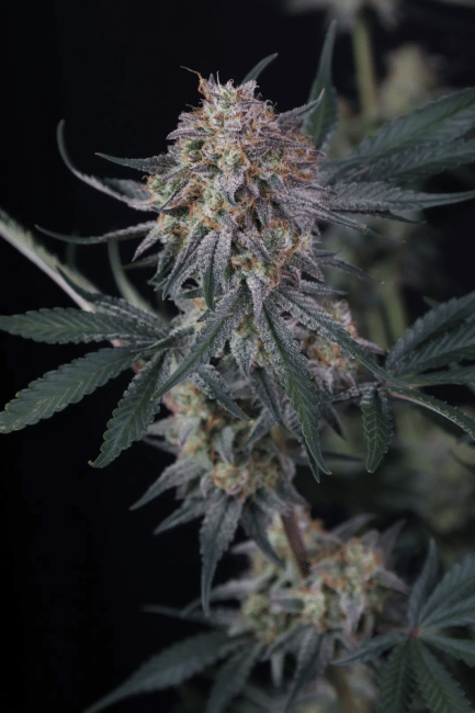 Lemon Tree Auto Feminised Seeds-FB-LETR-AUTO-FEM