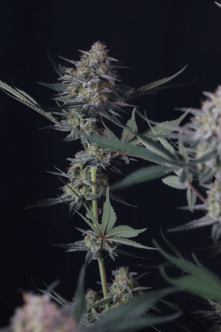 Lemon Tree Auto Feminised Seeds-FB-LETR-AUTO-FEM