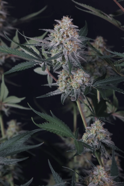 Lemon Tree Auto Feminised Seeds-FB-LETR-AUTO-FEM
