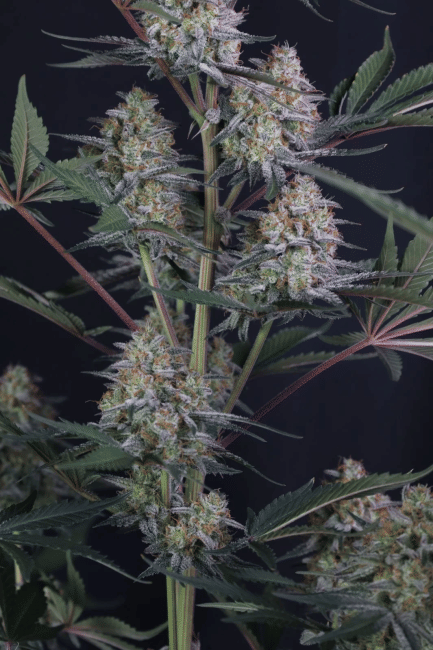 Lemon Tree Auto Feminised Seeds-FB-LETR-AUTO-FEM