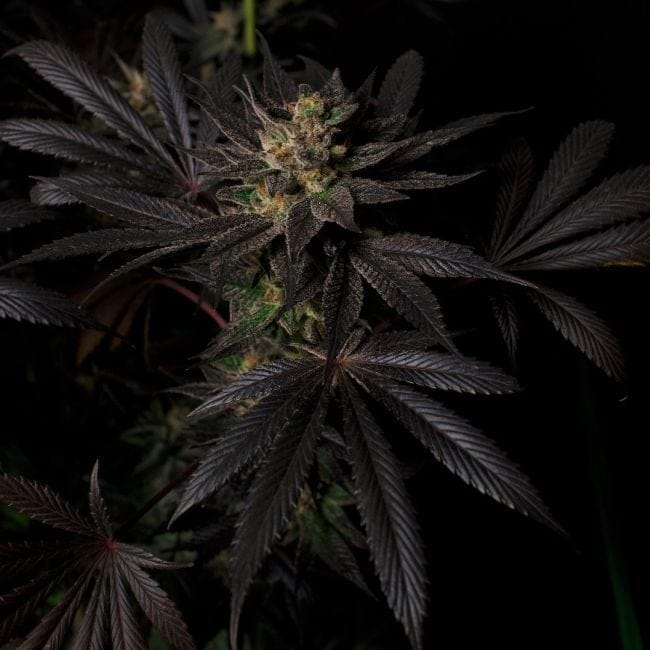 Black Mamba #42 Feminisiert Saatgut-DRCH-BLMA42-FEM