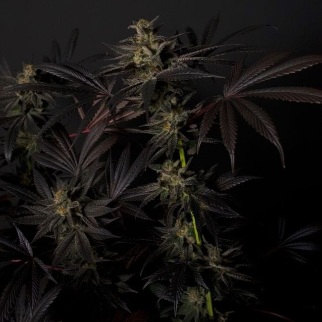 Black Mamba #42 Feminisiert Saatgut-DRCH-BLMA42-FEM