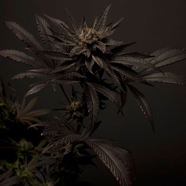 Black Mamba #42 Feminisiert Saatgut-DRCH-BLMA42-FEM