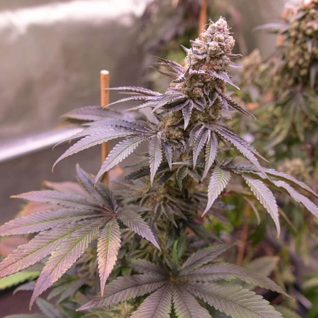 Blue Applez Feminisiert Saatgut-DP-BLAP-FEM