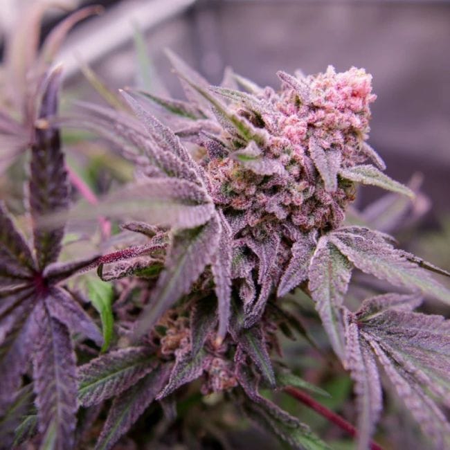 Blue Applez Feminisiert Saatgut-DP-BLAP-FEM