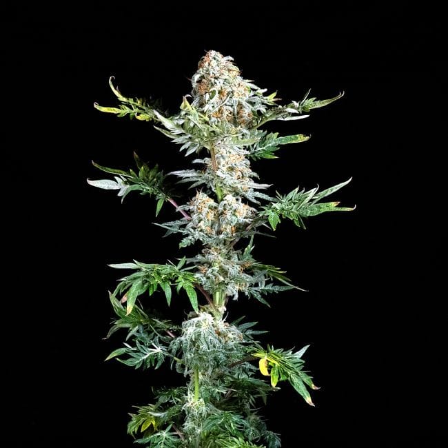Freaky Ryder Auto Feminizowany Nasiona-SMAN-FRRY-AUTO-FEM