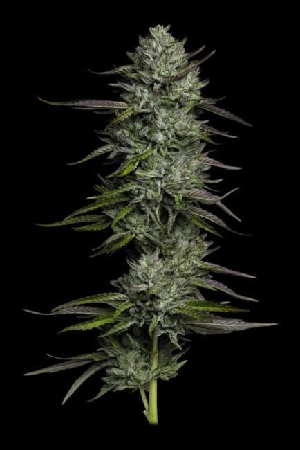 Redemption Indica Feminized Seeds-HUMB-REIN-FEM