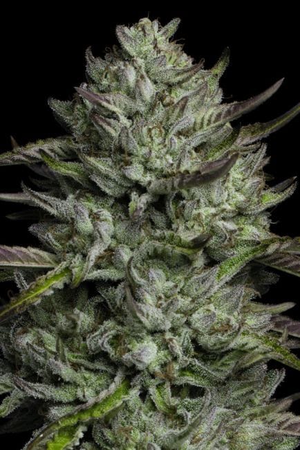 Redemption Indica Feminized Seeds-HUMB-REIN-FEM
