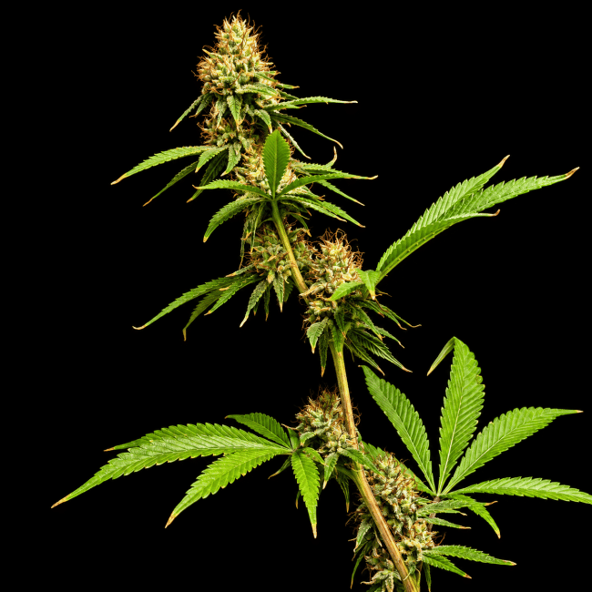 Northern Lights 99 (Brothers Grimm Collab) Feminized Seeds-SMAN-NL99-FEM