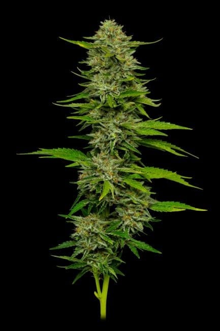 One Love Sativa Feminised Seeds-HUMB-ONLS-FEM