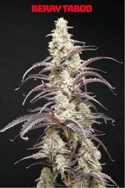 Berry Taboo Feminised Seeds-LIHE-BETA-FEM