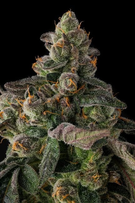 Wokstar Feminized Seeds-COM-WOKS-FEM