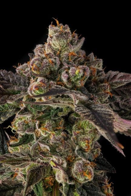 Pamellowz Feminized Seeds-COM-PAME-FEM