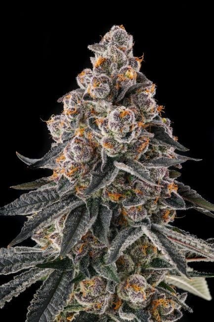 Mailbox Money Feminized Seeds-COM-MAMO-FEM