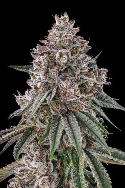 Lemon Chain Feminized Seeds-COM-LECH-FEM