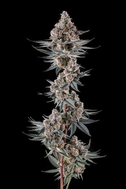 Eye Of JAH Feminized Seeds-COM-EYOJ-FEM