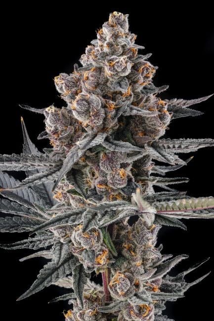 Eye Of JAH Feminized Seeds-COM-EYOJ-FEM