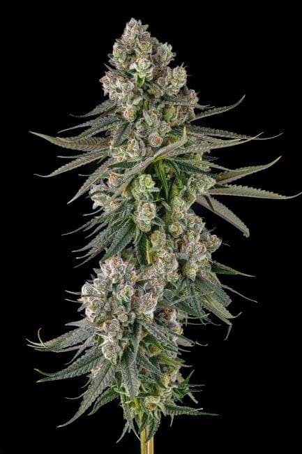 Glue Lotus Feminized Seeds-COM-GLLO-FEM