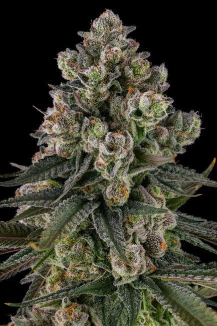 Glue Lotus Feminized Seeds-COM-GLLO-FEM