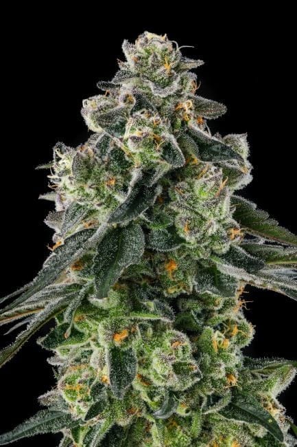 Afters Feminized Seeds-COM-AFTE-FEM