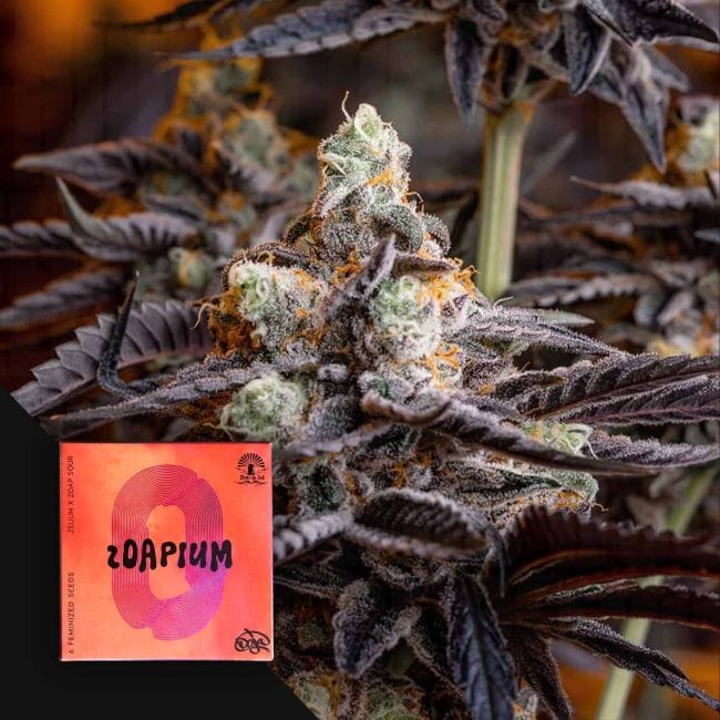 Zoapium θηλυκοποιημένα σπόροι-DOJ-ZOAP-FEM