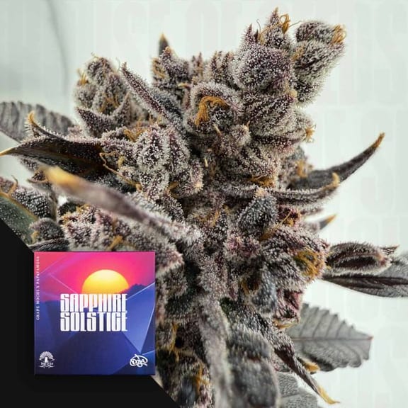 Sapphire Solstice Feminised Seeds-DOJ-SASO-FEM