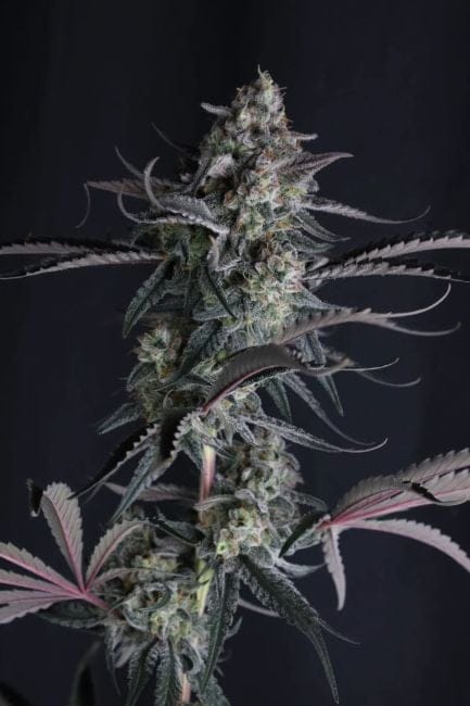 Pineapple OG Auto Feminisiert Samen-FB-PIOG-AUTO-FEM