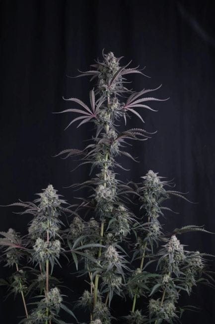 Pineapple OG Auto Feminiserad Frön-FB-PIOG-AUTO-FEM