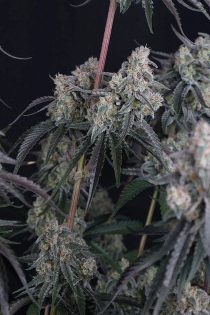 Pineapple OG Auto Feminiserad Frön-FB-PIOG-AUTO-FEM