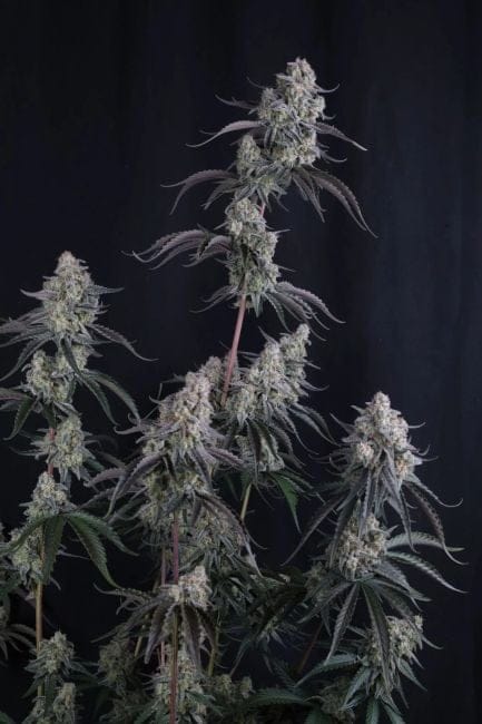 Pineapple OG Auto Feminiserad Frön-FB-PIOG-AUTO-FEM