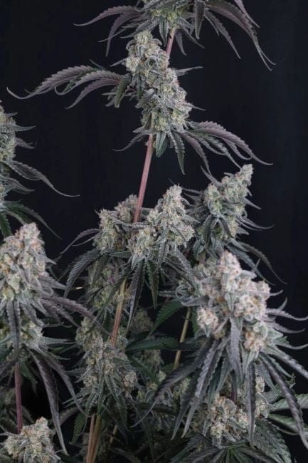 Pineapple OG Auto Feminiserad Frön-FB-PIOG-AUTO-FEM