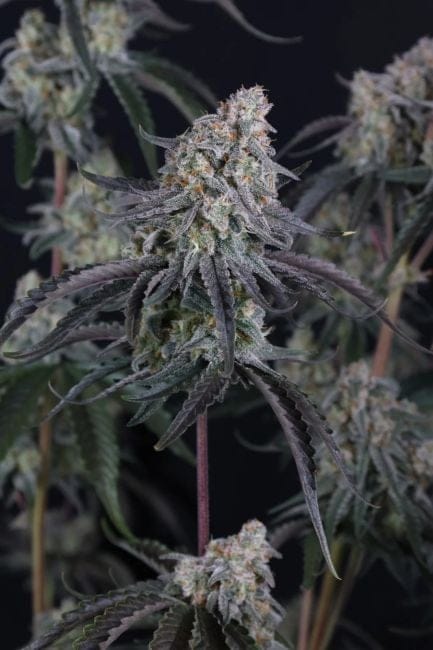 Pineapple OG Auto Feminiserad Frön-FB-PIOG-AUTO-FEM