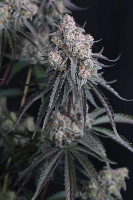 Pineapple OG Auto Feminiserad Frön-FB-PIOG-AUTO-FEM