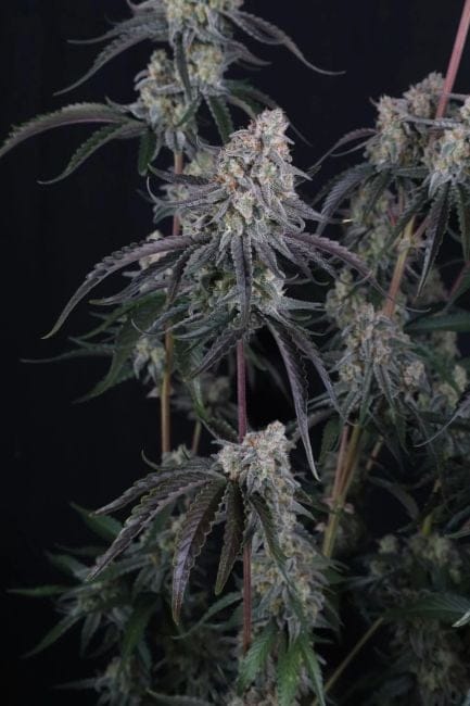 Pineapple OG Auto Feminiserad Frön-FB-PIOG-AUTO-FEM