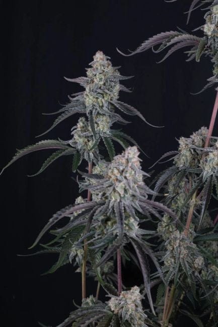 Pineapple OG Auto Feminiserad Frön-FB-PIOG-AUTO-FEM