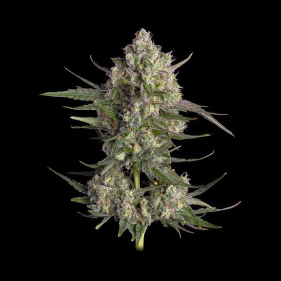 Pinecraft Feminised Seeds-HAVG-PINE-FEM