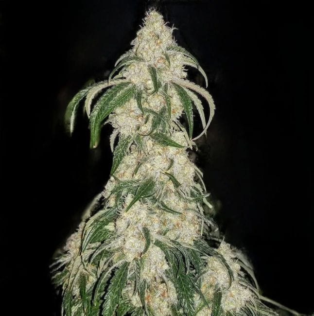 Big Fat N' Fruity Feminizované Semena-ETHO-BFNF-FEM