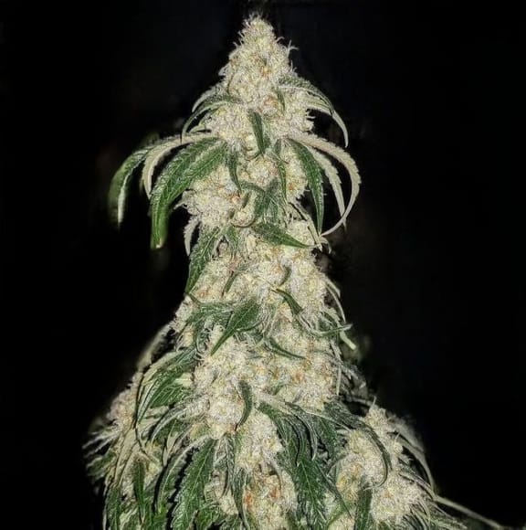 Big Fat N' Fruity Feminised Seeds-ETHO-BFNF-FEM