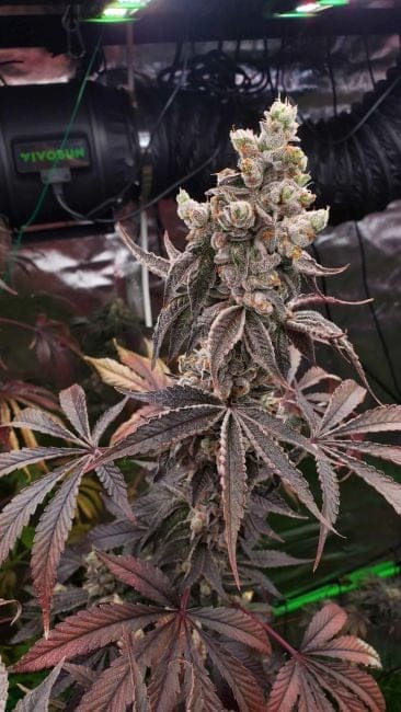 Strawzilla Feminised Seeds-UMSC-STRA-FEM
